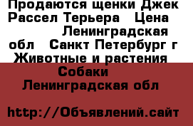 Продаются щенки Джек Рассел Терьера › Цена ­ 20 000 - Ленинградская обл., Санкт-Петербург г. Животные и растения » Собаки   . Ленинградская обл.